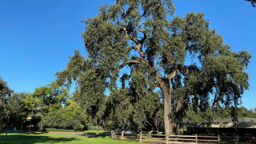 Dr.+Brenda+Flyswithhawks+feels+that+Native+American+appreciation+at+SRJC+began+when+ceremonies+were+performed+on+campus+in+response+to+sacred+oak+trees+being+cut+down.