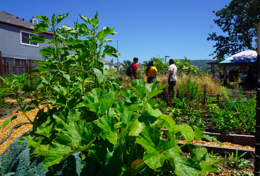 People stand with Bilingual Garden Specialist Jonathan Bravo in the middle of the garden plots at Andys Unity Park Community Garden.