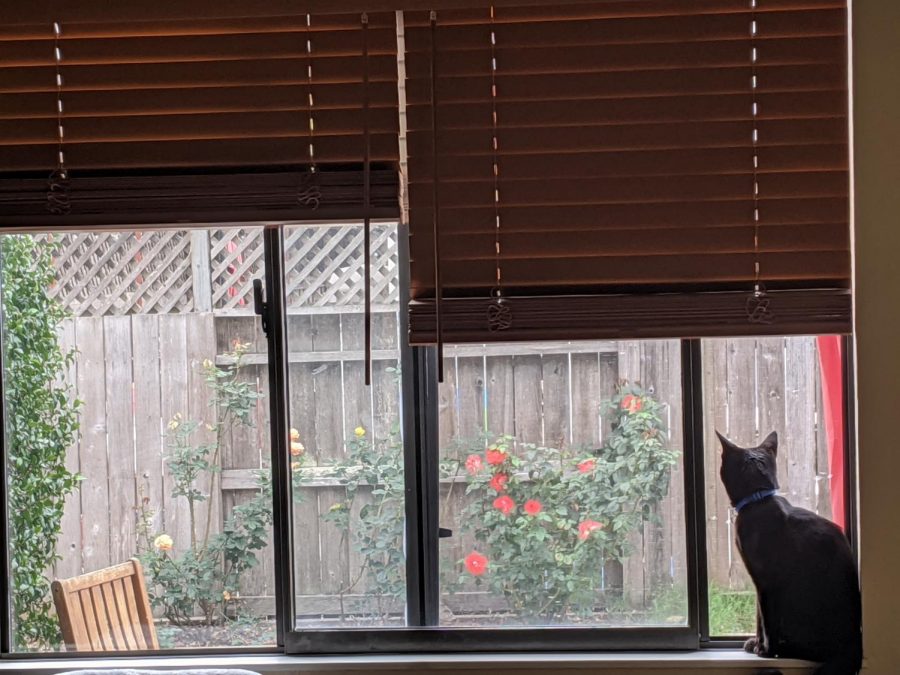 A photo of a black cat seated in a windowsill.