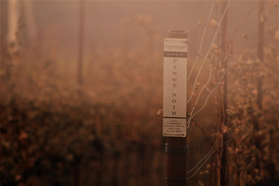 A section of pinot noir grapes sit burnt along Highway 12 following the Glass fire.