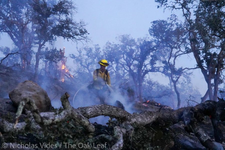 A firefighter wearing yellow gear and yellow helmet sprays down smoldering oak tree branches that had fallen in the Old Fire.