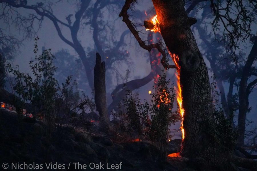 Fire scorches an old oak tree among the hilly woodlands of Napa County during the Old Fire, which ignited May 31, 2022.