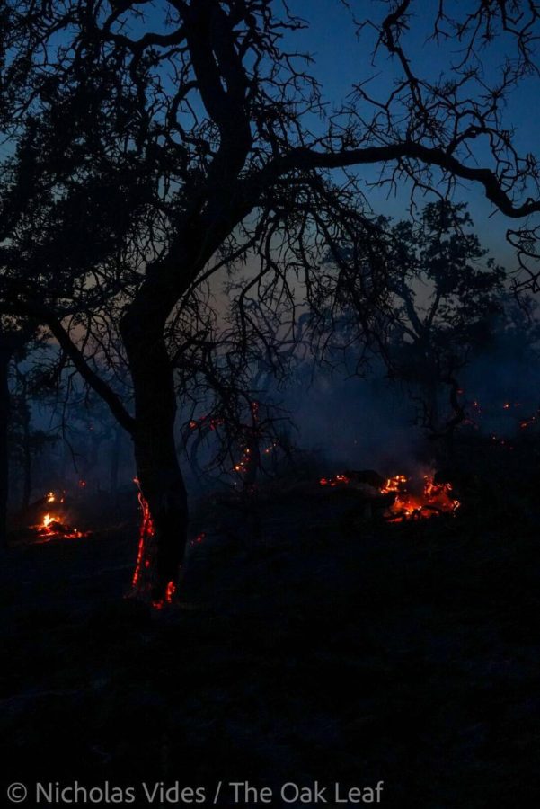 An almost-dark sky backlights a knobby oak tree with active fire burning its base.
