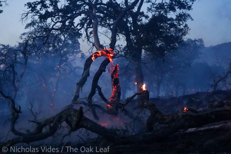 The rainbow-shaped stump of a fallen oak tree smolders among other dead and living oaks on the hilly Napa countryside