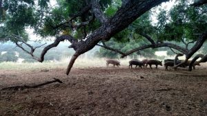 Meghan Walla-Murphy, SRJC instructor and director of the North Bay Bear Collaborative, believes feral pigs benefit Sonoma Countys oak woodlands by rooting in the ground, which distributes acorns, aerates the soil and increases water percolation.