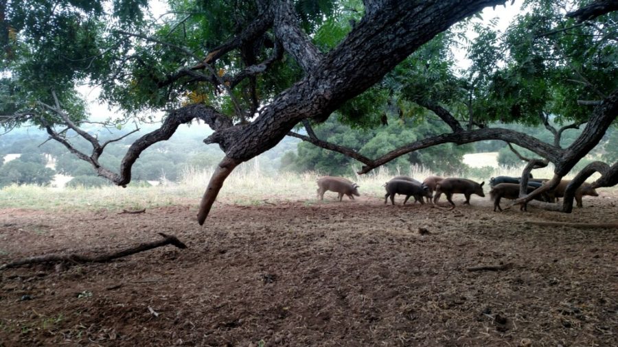 Meghan Walla-Murphy, SRJC instructor and director of the North Bay Bear Collaborative, believes feral pigs benefit Sonoma County's oak woodlands by rooting in the ground, which distributes acorns, aerates the soil and increases water percolation.