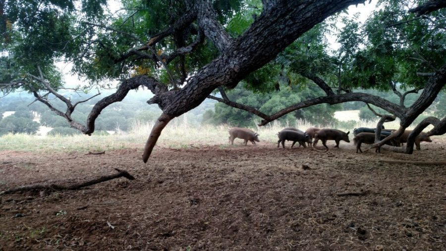 Meghan+Walla-Murphy%2C+SRJC+instructor+and+director+of+the+North+Bay+Bear+Collaborative%2C+believes+feral+pigs+benefit+Sonoma+Countys+oak+woodlands+by+rooting+in+the+ground%2C+which+distributes+acorns%2C+aerates+the+soil+and+increases+water+percolation.