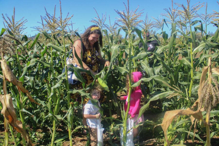 Kelly Ram heard about the Fall Festival through Facebook, and brought her two daughters for the Hayrides, live animal feeding and vegetable picking.
