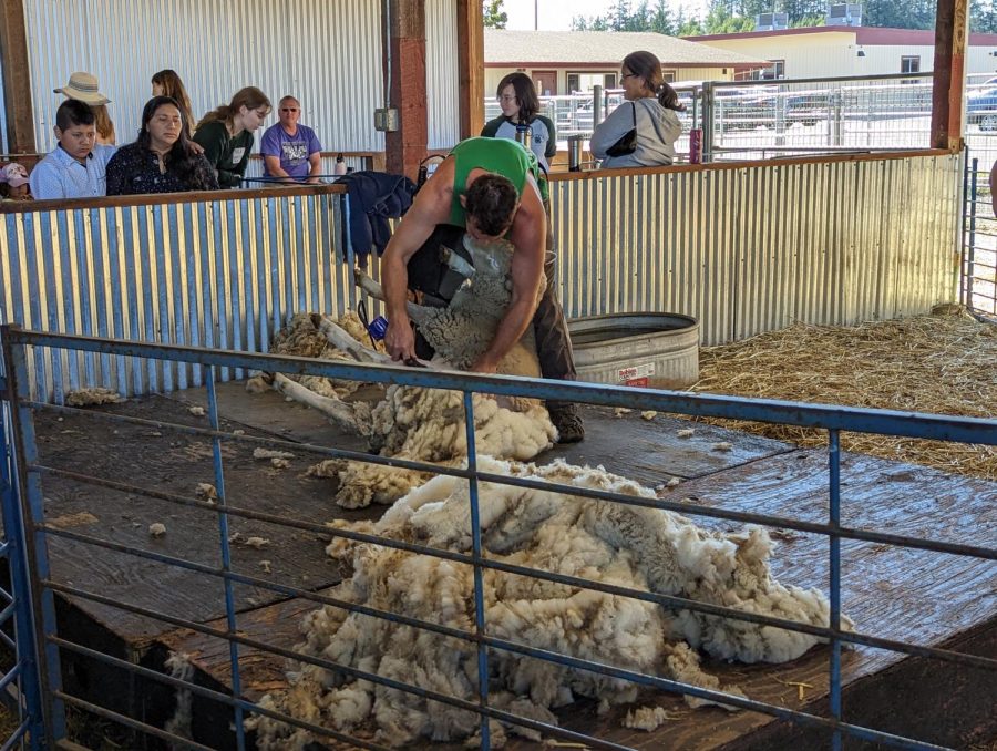 Children were able to feed goats, and watch how sheep were sheered live. 