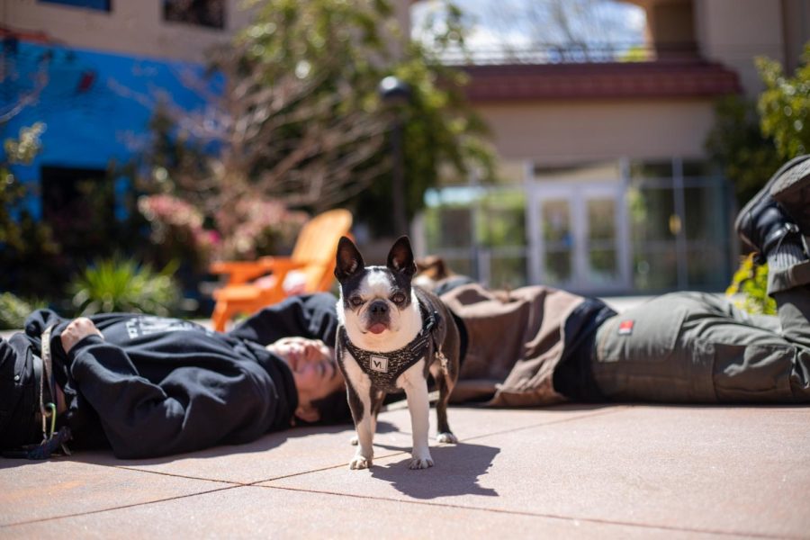 Eva and Sabrina Soco rest in the sun with their dogs after receiving free massages at Sanación del Pueblo. 