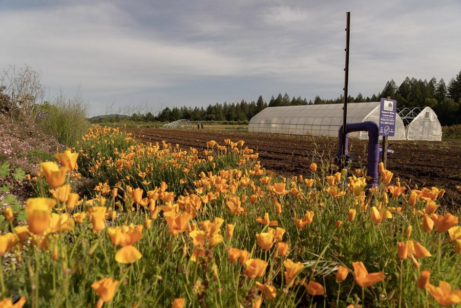 SRJC’s Shone Farm is a 365-acre outdoor learning laboratory where students can learn crop production, ecological preservation, viticulture, animal and equine science, forestry and wildfire prevention. 
