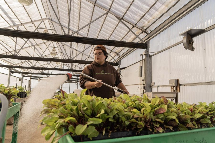 SRJC student Kat Lim waters beet plugs that she and other students grew in the Shone Farm greenhouse before transplanting them to the fields on May 9. She said there’s a high incentive to learn at Shone Farm because it’s also a job she gets paid for. 