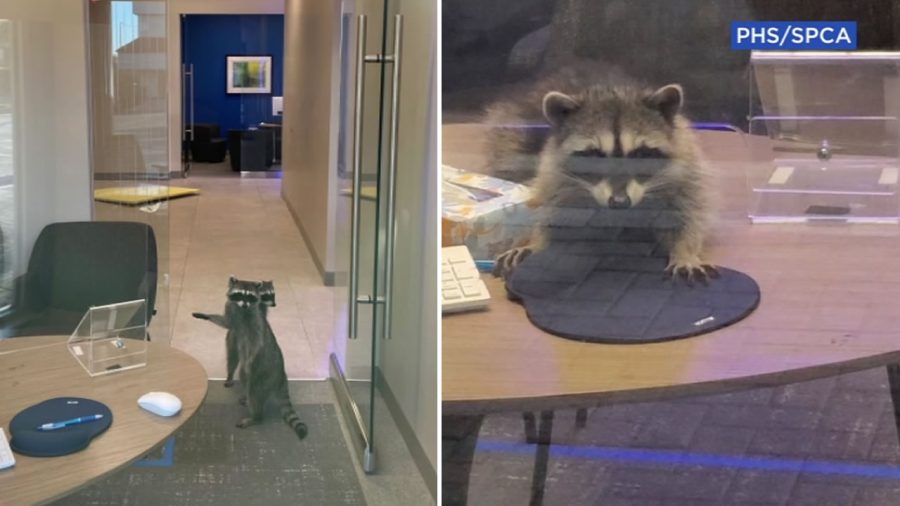 A pair of raccoons get caught red-pawed as they break into a closed bank in Redwood, California.