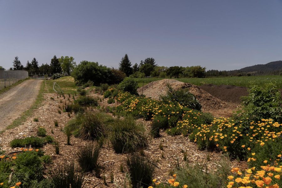 Shone Farm is a major contributor in “reversing” SRJC’s carbon footprint by pulling greenhouse gases out of the atmosphere.