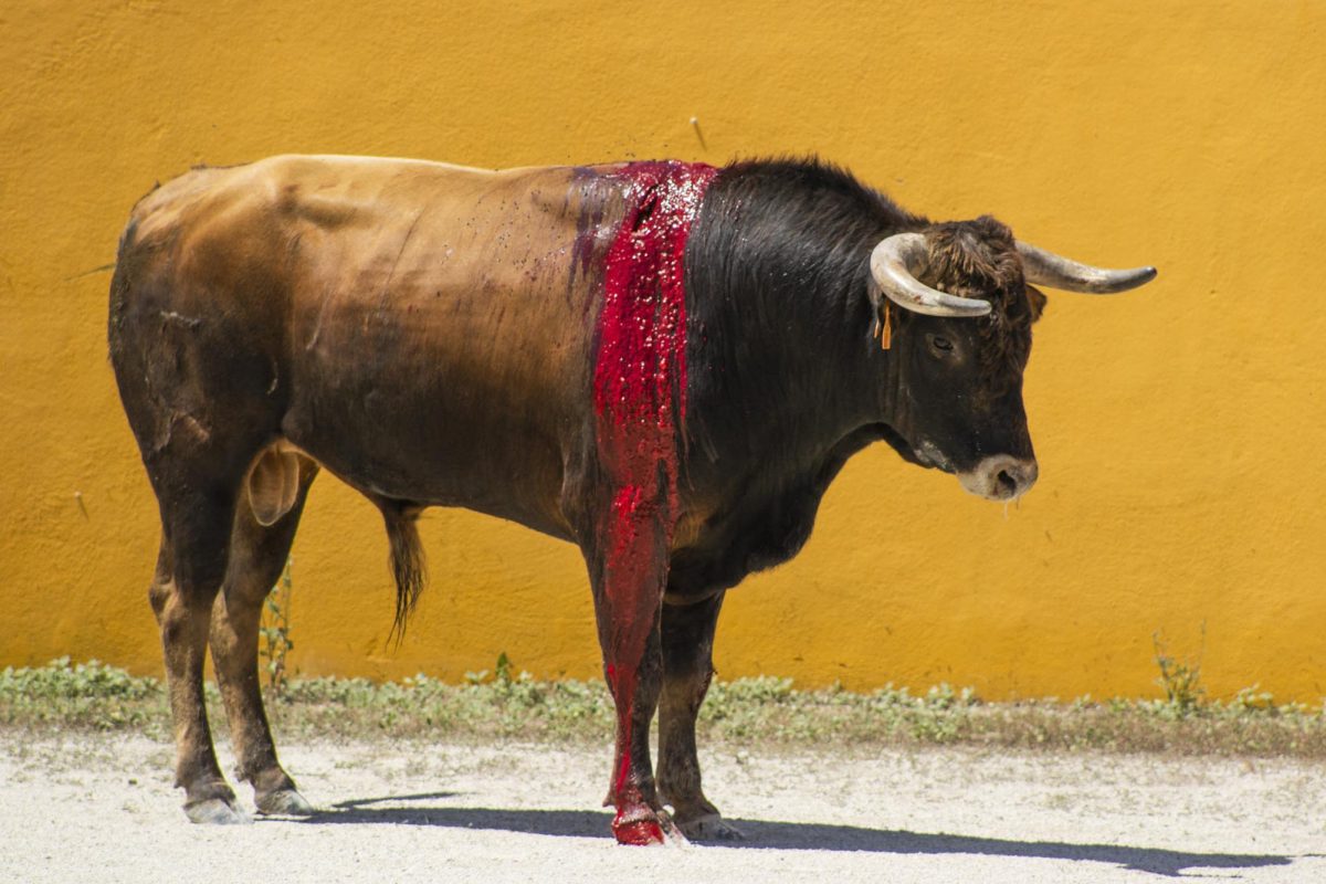 My journalistic ethics to photograph raw brutality was on trial when I took this photo of a bull, which was a part of “La Corrida,” an ancient tradition of Spain that ended with a matador killing it. 