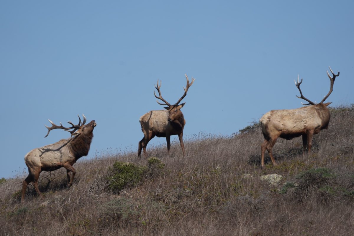 A+trio+of+bull+elk+bugle+on+a+ridge+near+a+supplemental+water+reservoir+at+Tomales+Point.