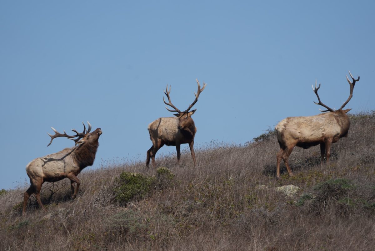 A trio of bull elk bugle on a ridge near a supplemental water reservoir at Tomales Point.