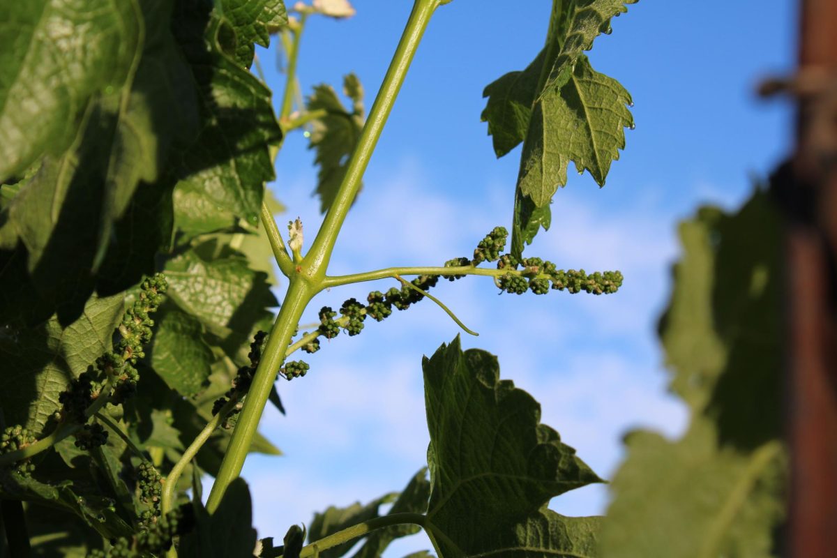 As spring comes to Sonoma County, the grapes that will make this year’s wine begin to form in Healdsburg, on Saturday, May 10. (Cristan Molinelli-Ruberto)