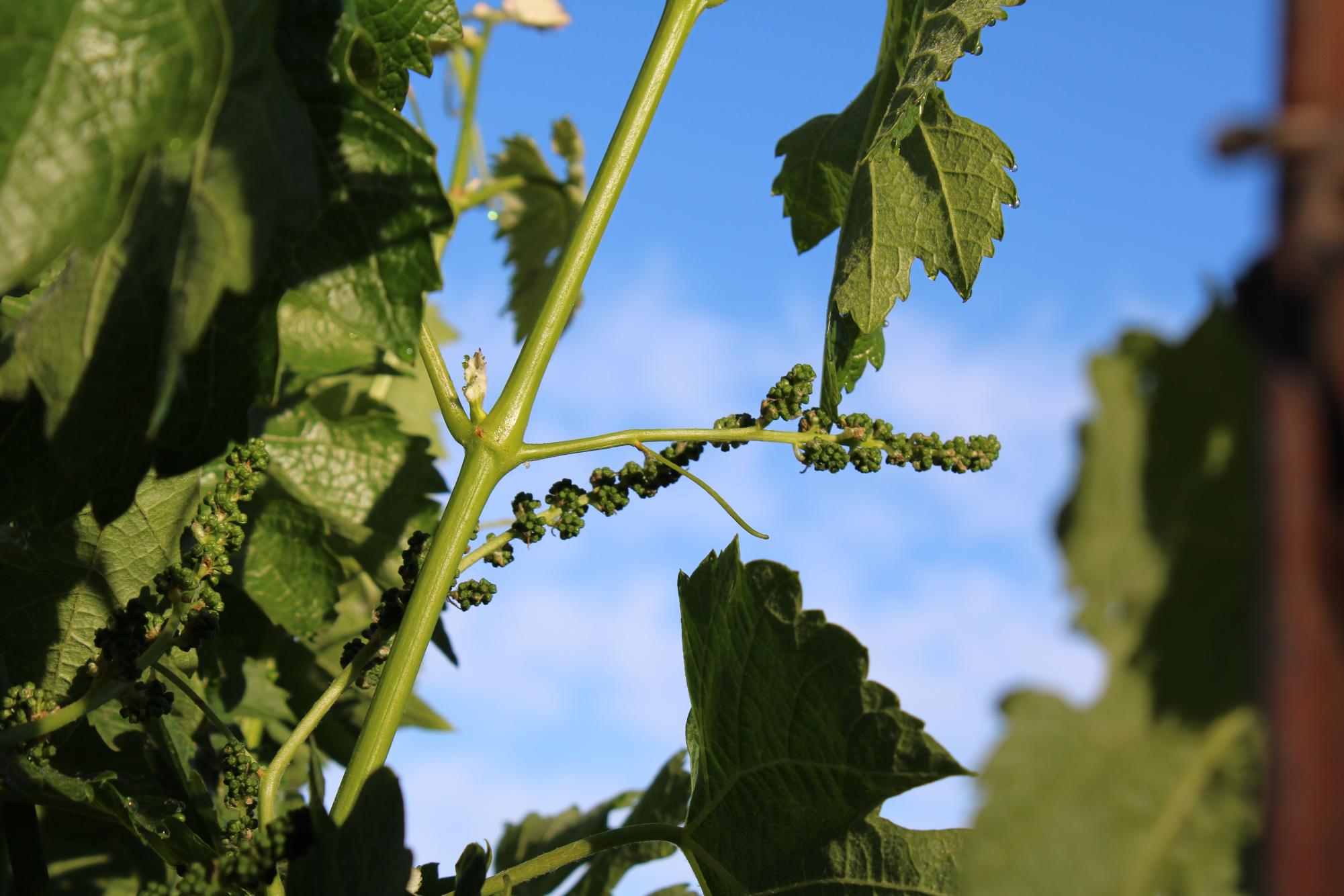 As spring comes to Sonoma County, the grapes that will make this year’s wine begin to form in Healdsburg, on Saturday, May 10. (Cristan Molinelli-Ruberto)