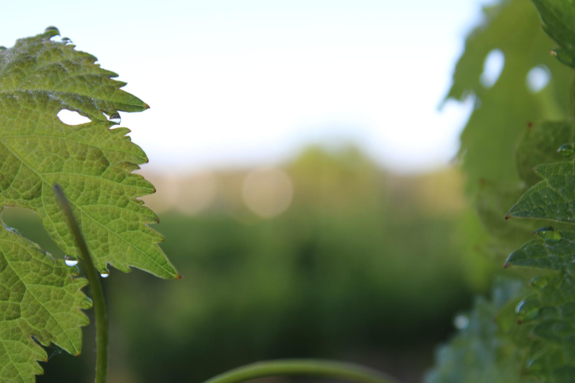 In wine, changing values will inform a changing future