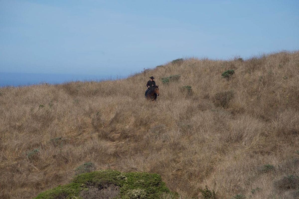 Horseback Riders stroll around the tan grasslands of the Tomales Point Trail.