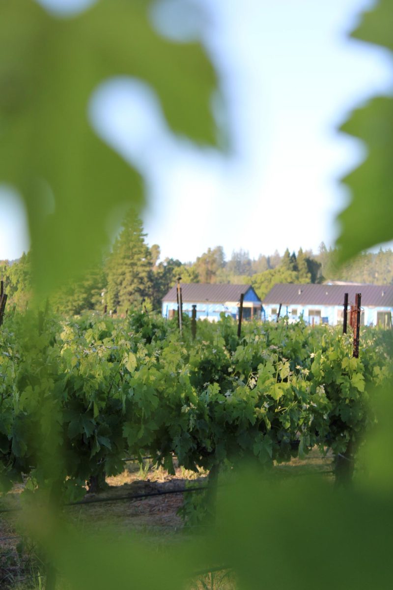 The wine industry is cyclical in nature due to it’s dependence on volatile factors like agriculture and changing consumer demands. Saturday, May 10. (Cristan Molinelli-Ruberto) 