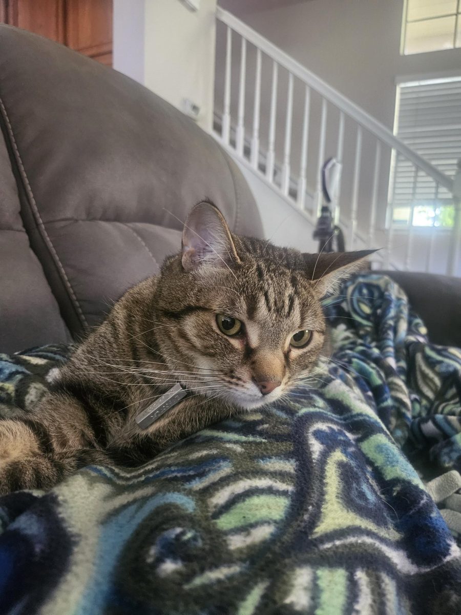 Bumi has cost his owner $450 this year when he developed severe skin allergies, a condition he showed no sign of when his owner adopted him.