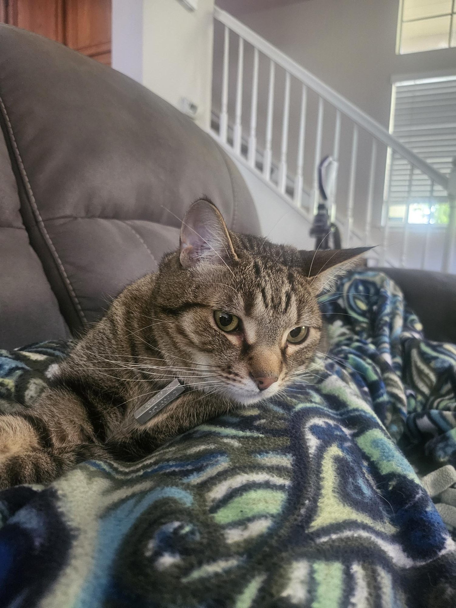OPINION: The True Cost of Pet Ownership