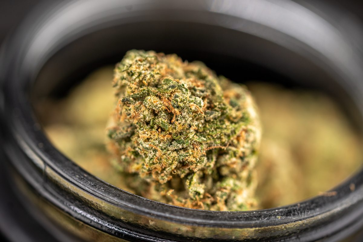 Sativa dominant strain, Mafia Funeral, grown by Glass House farms in Santa Barbara. 