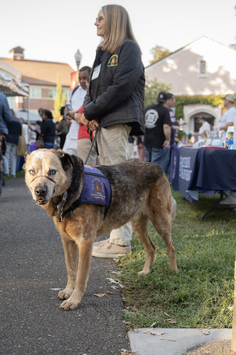 Volunteers from Paws As Loving Support (PALS) Assistance Dogs roamed the Save the Youth event, ready to offer petting therapy for anyone overwhelmed with stories of loss surrounding the opioid crisis in Sonoma County. 
