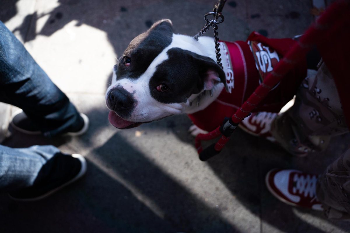 A dog dressed in San Francisco 49ers gear treads through the dense crowd at the King of the Streets lowrider parade on 24th and Mission Street in San Francisco on Saturday, Sept. 20, 2025.