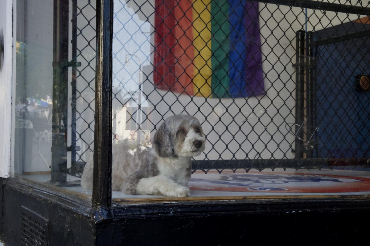 A dog relaxes in front of a pride flag at the Castro Street Fair on Sunday Oct. 5, 2025, showing that the fair is fun for all ages — and species. 