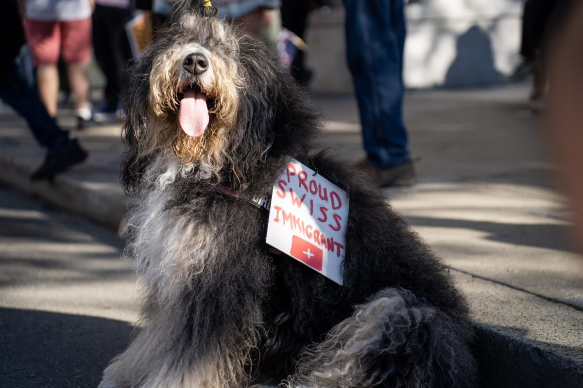 A protesting pooch parades its immigrant pride at a No Kings protest Saturday, Oct. 18, 2025 in San Francisco, Calif. 
