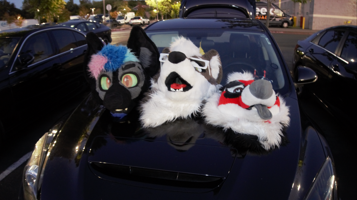 A spread of fursuit heads displayed across the hood of @aspen_thedeerbois Mazda as they setup audio equipment for Sonoma County's fourth furry car meet Oct. 4.