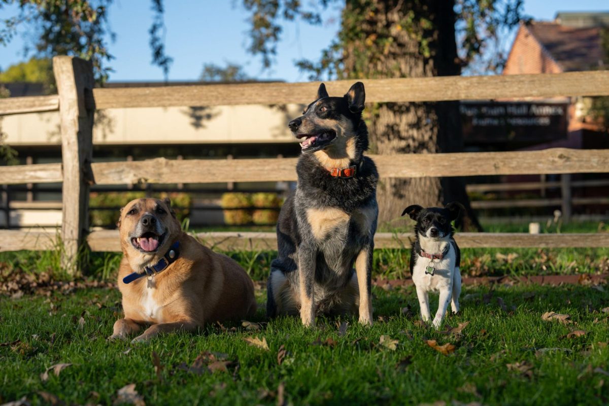 Emotional support animals Koya, Bodie and Winnie take a break from supporting Oak Leaf journalists on Nov. 22, 2025.