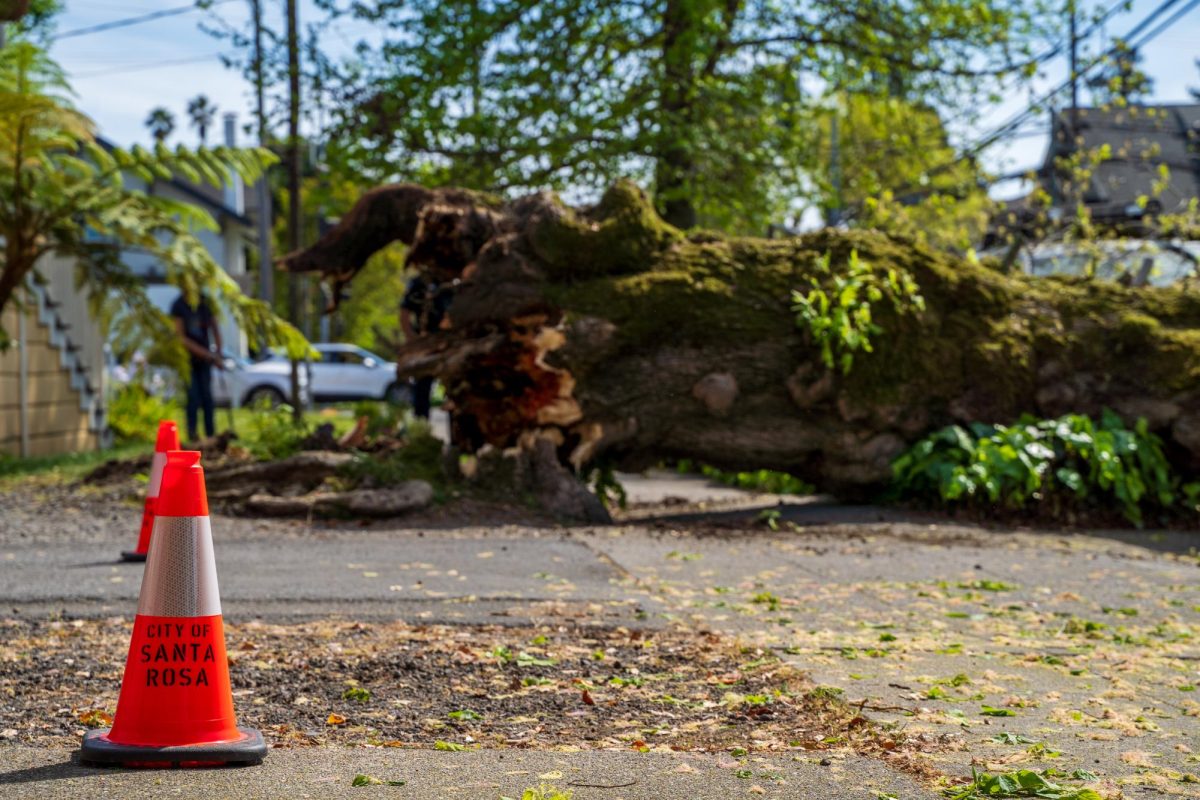 Santa Rosa Police Department officers prevented traffic from entering Humboldt Street Thursday afternoon while Santa Rosa city maintenance workers cleared the fallen tree. 
