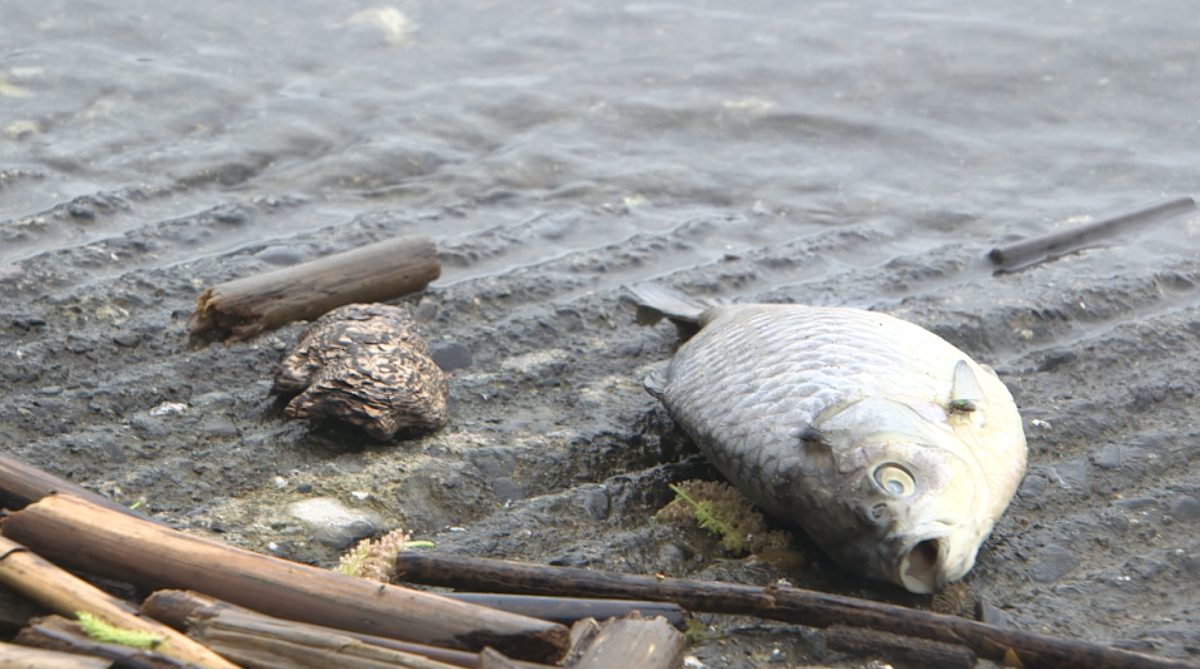 How one of the oldest lakes in California has also become one of it's most toxic.