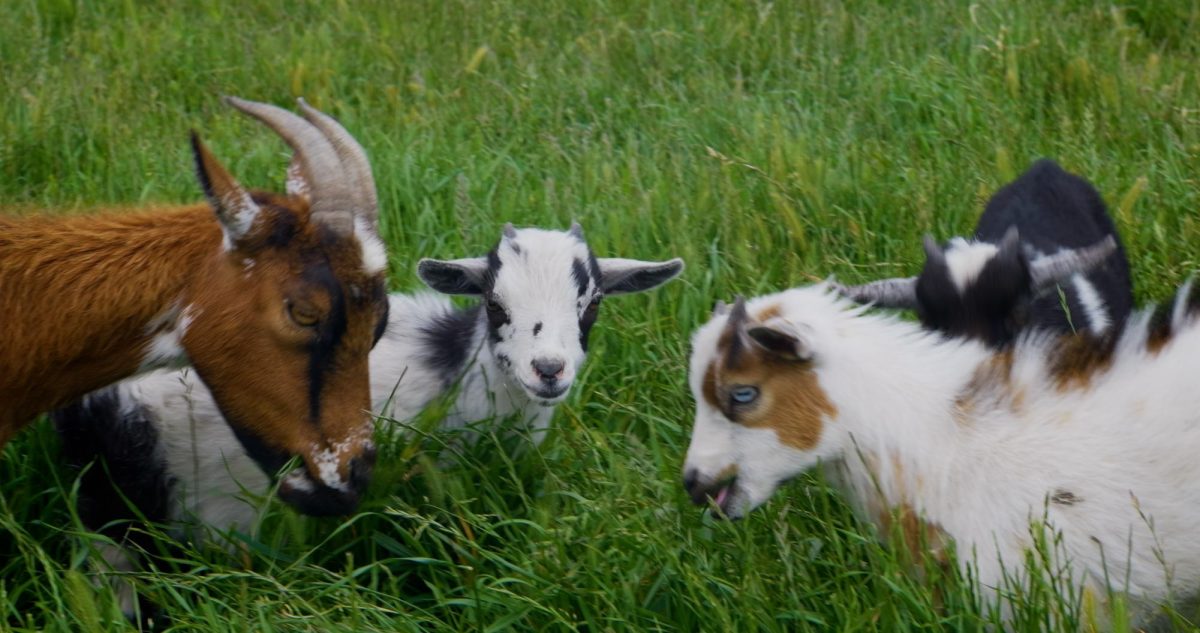 Sonoma County's Regenerative Farming Culture